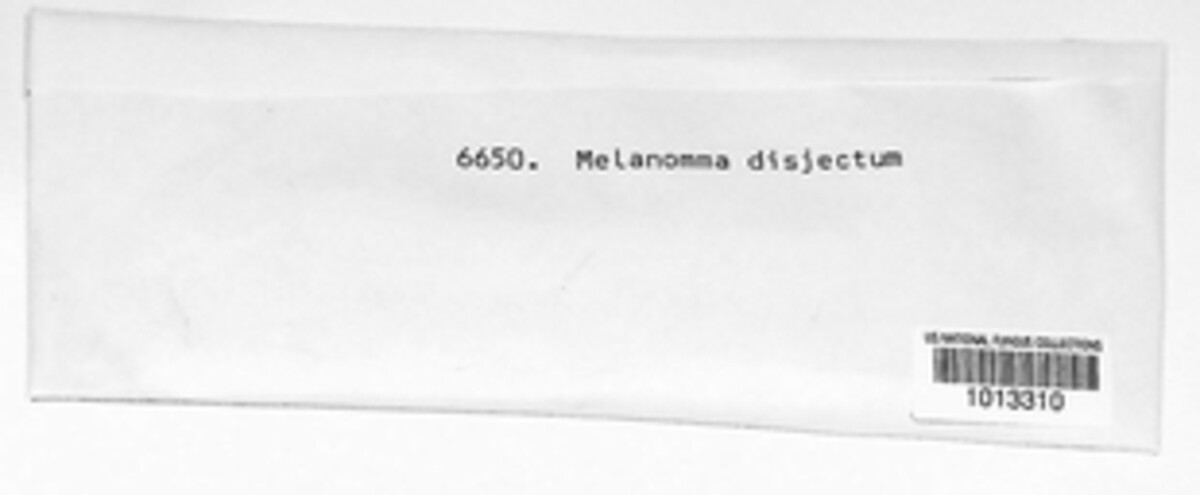 Melanomma disjectum image